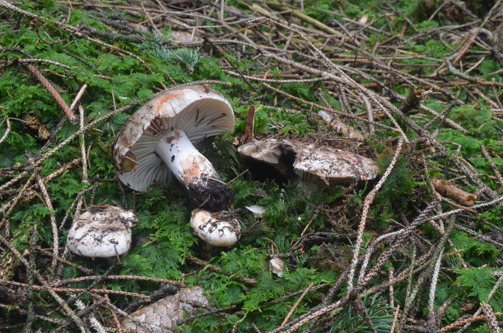 Dickblttriger Schwrztubling