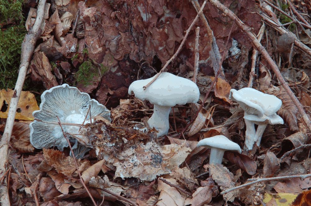 Anistrichterling 2