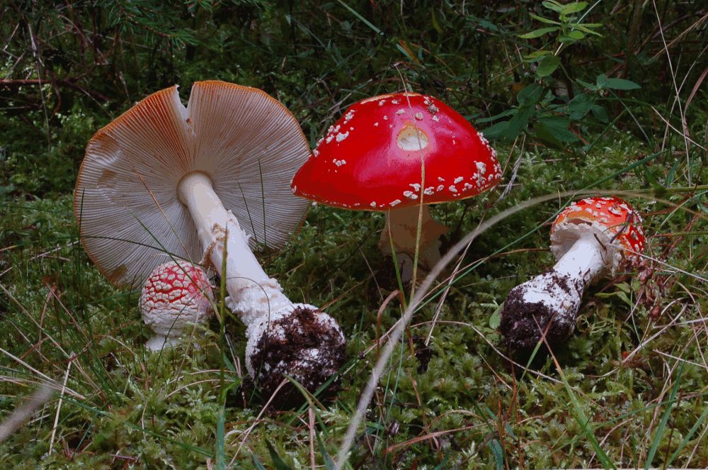 Fliegenpilz