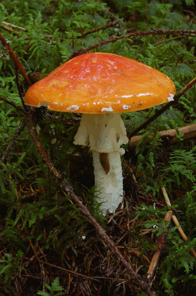 Fliegenpilz 2