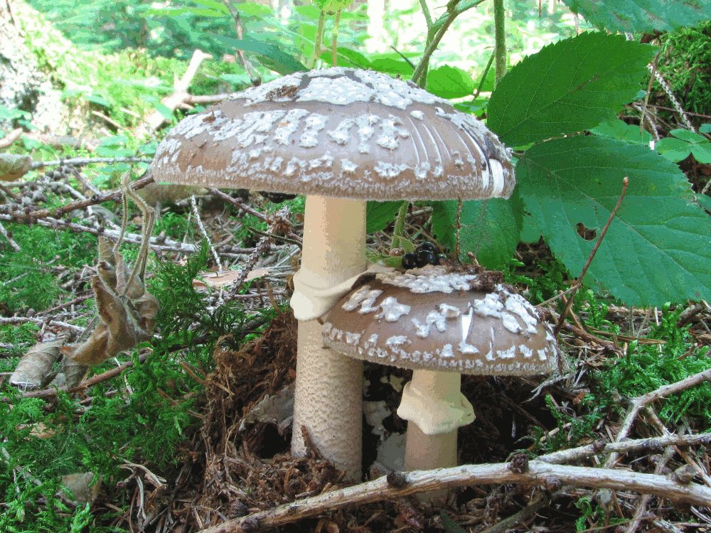 Grauer Wulstling
