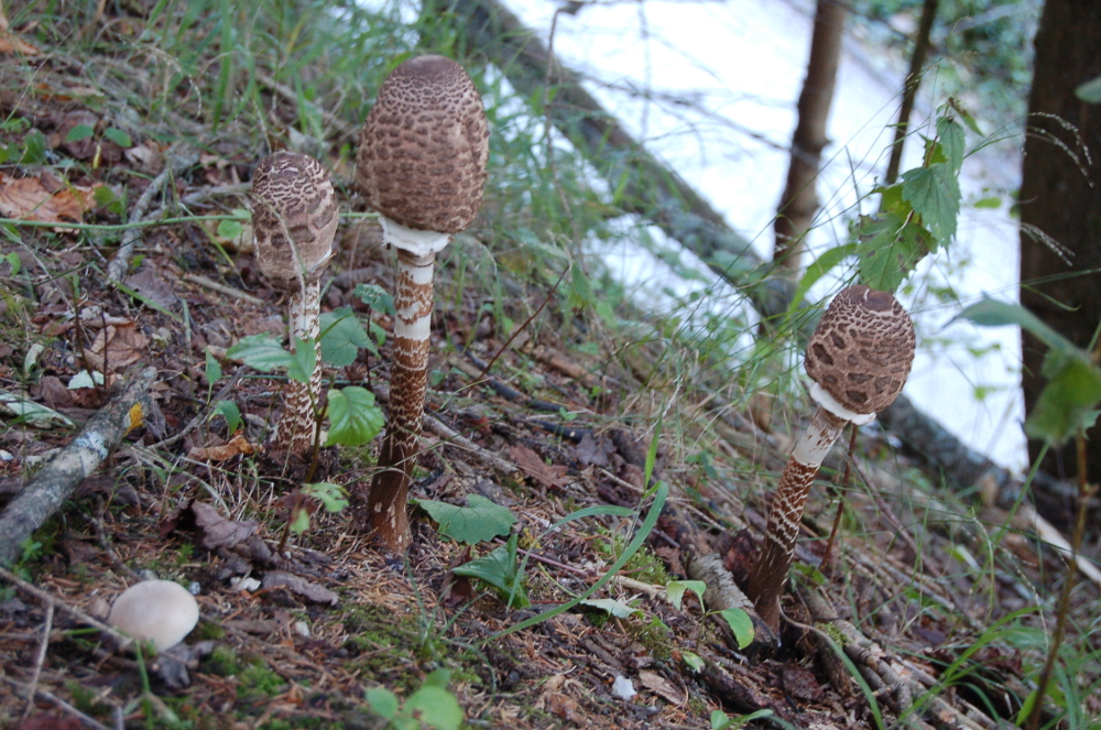 Parasol