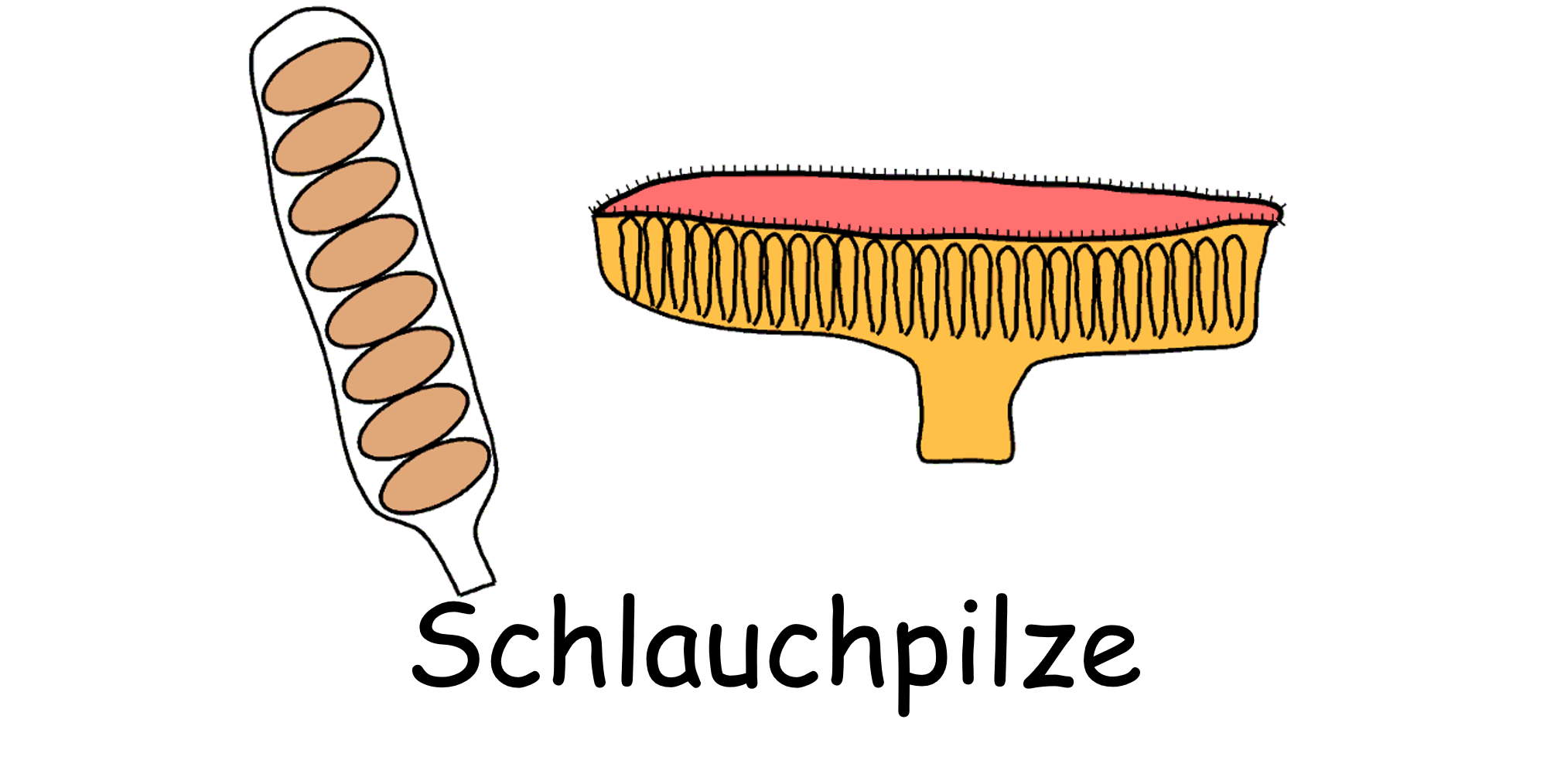 Schlauchpilze