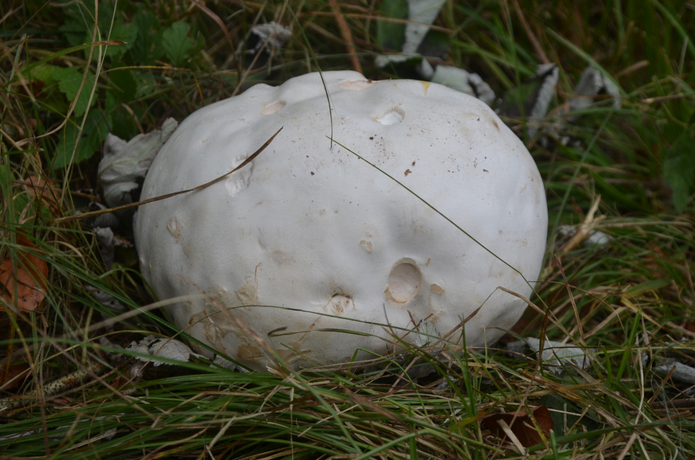 Riesenbovist 2