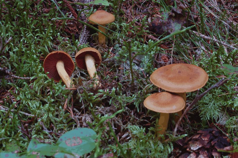 Blutblttriger Hautkopf
