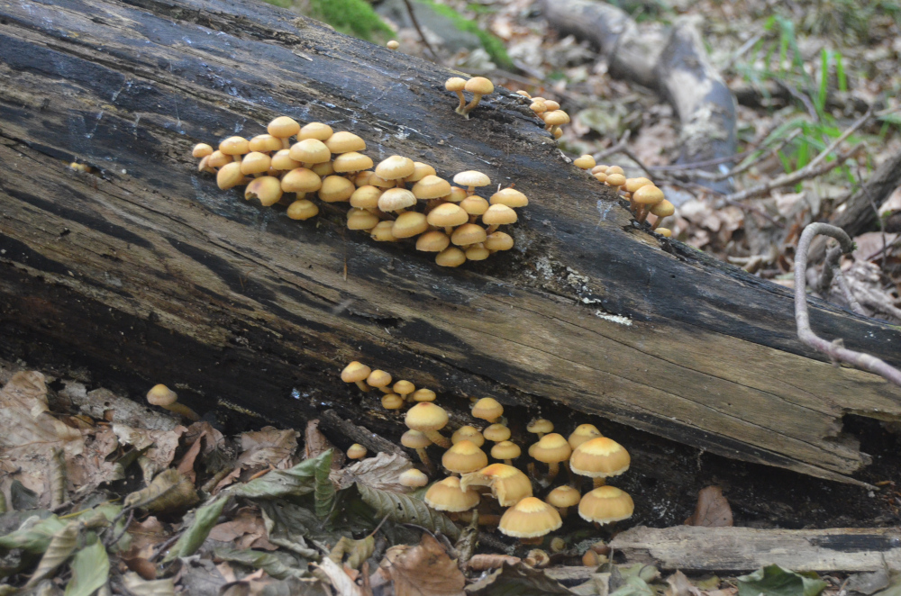 Stockschwmmchen 3