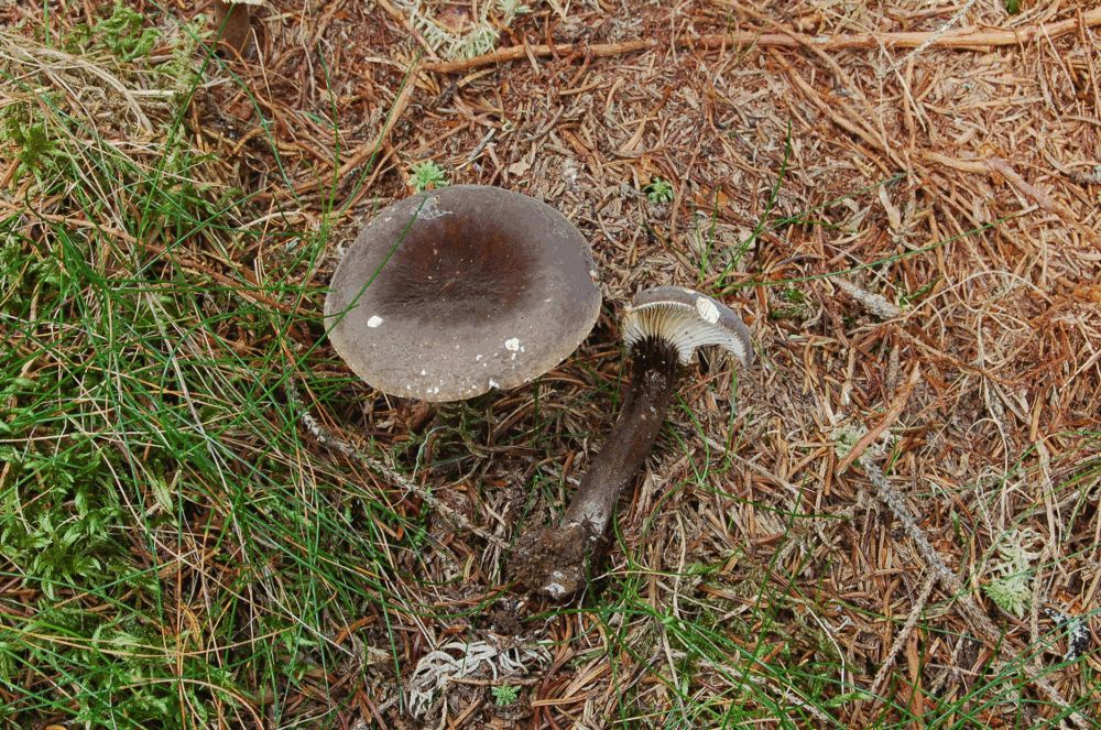 Schwarzfu�milchling