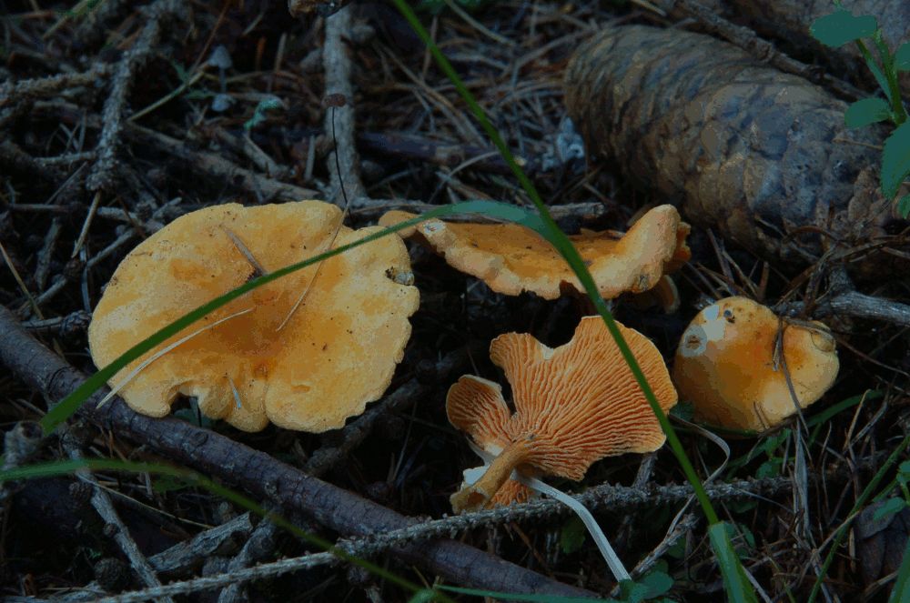 Falscher Pfifferling