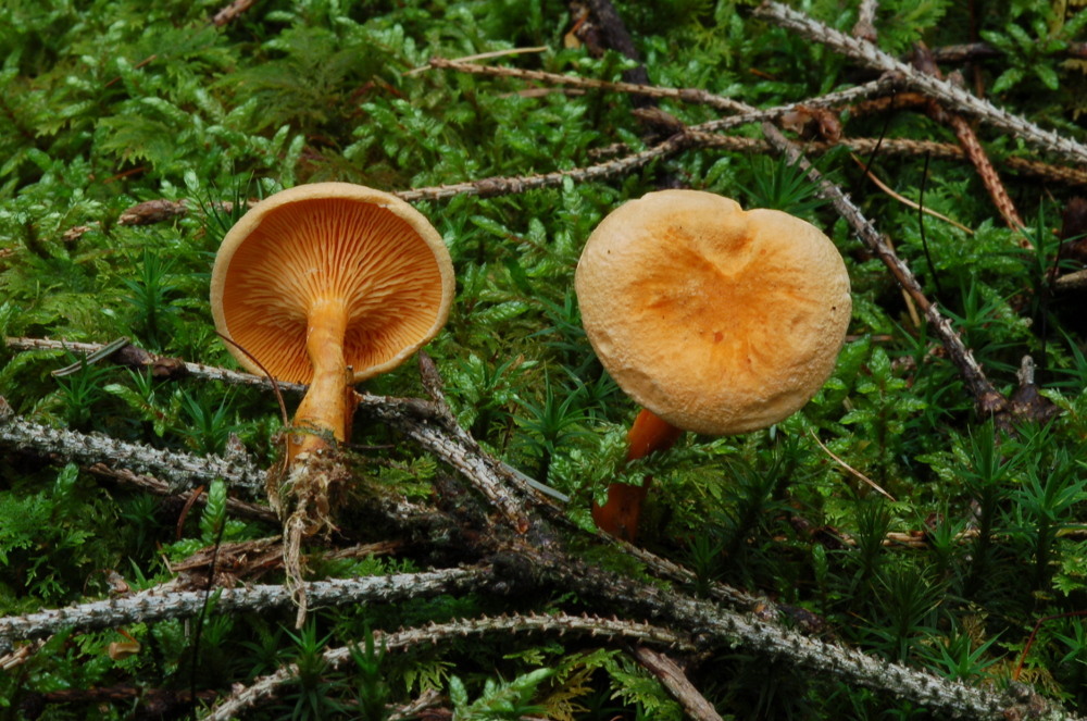 Falscher Pfifferling 2