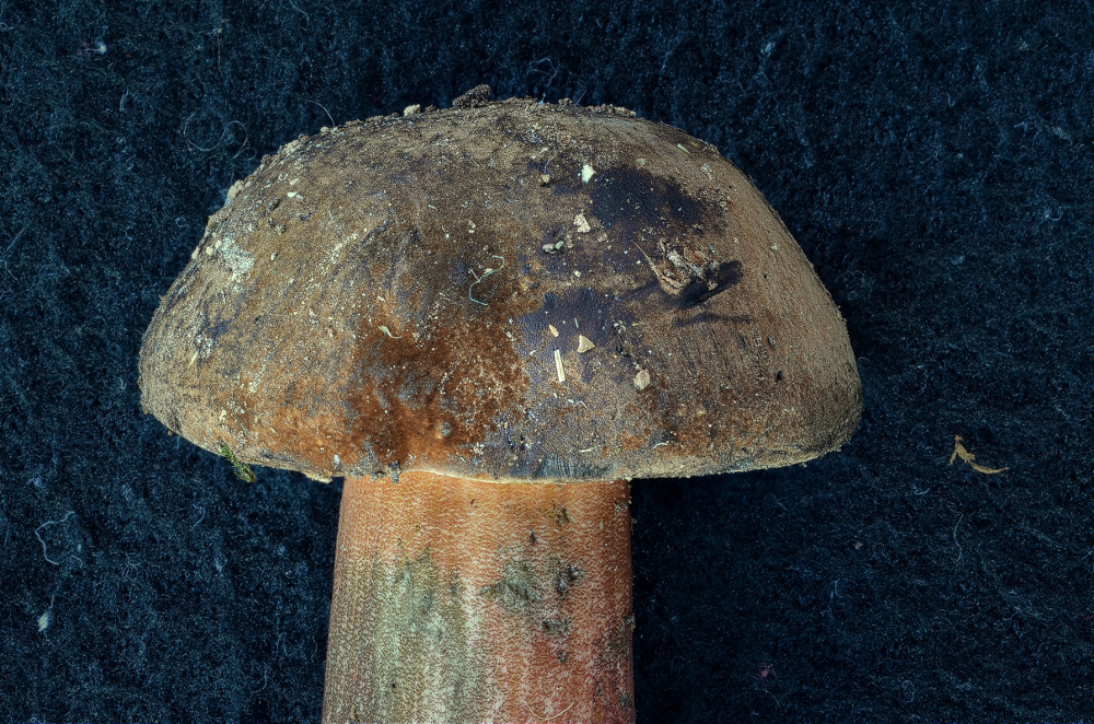 Flockenstieliger Hexenr�hrling