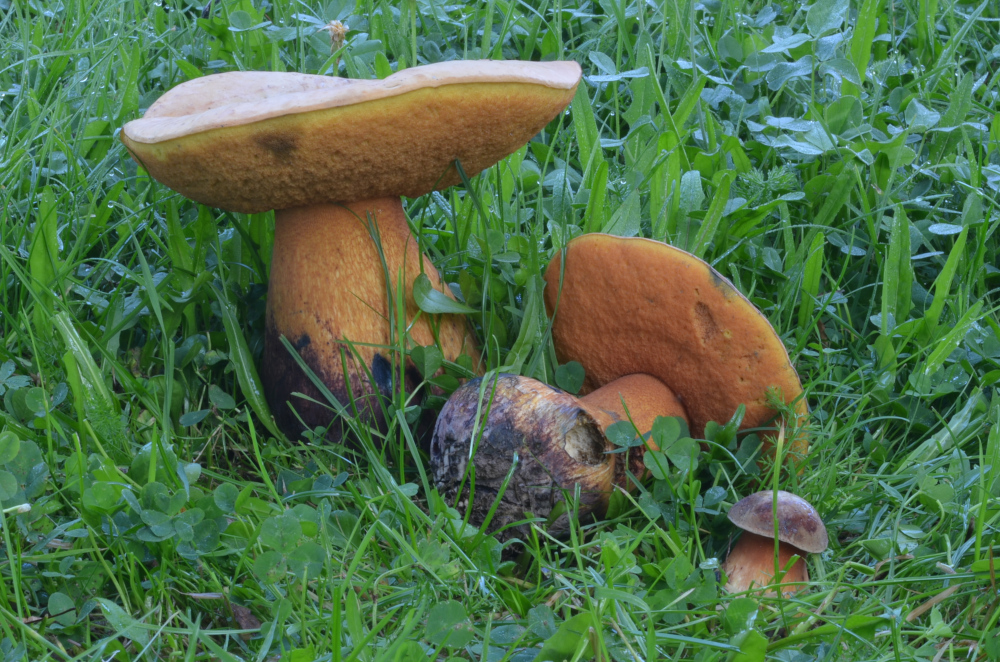 Netzstieliger Hexenr�hrling