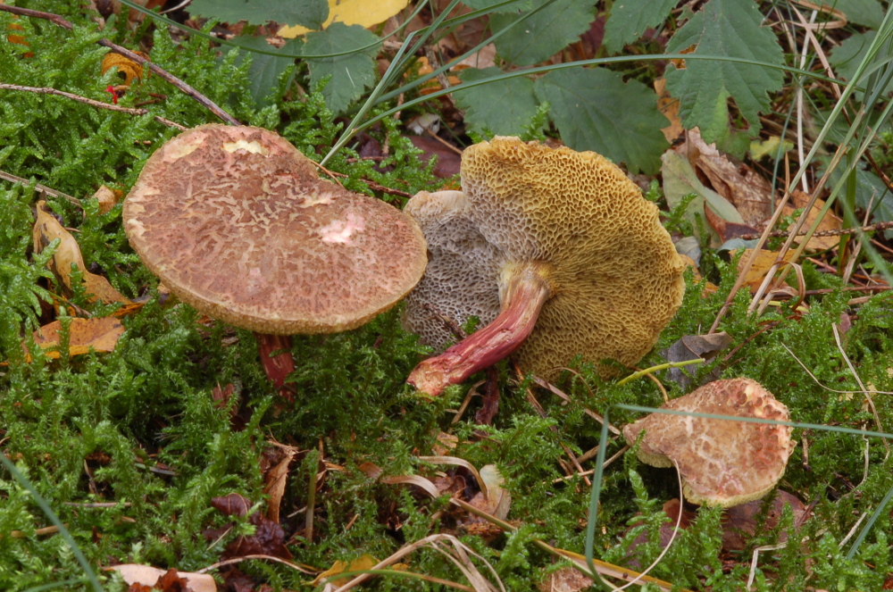 Rotfu�r�hrling mit Goldschimmel