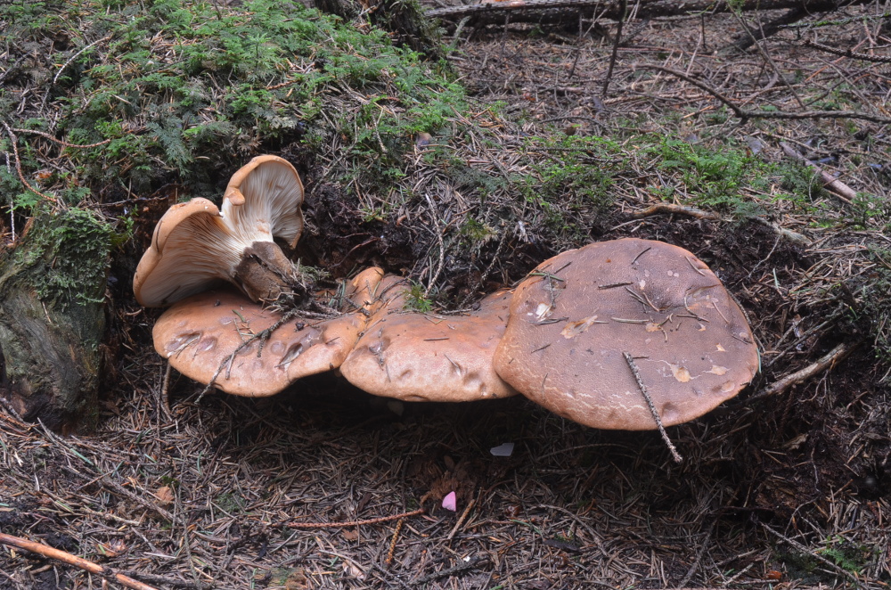 Samtfu�krempling 2