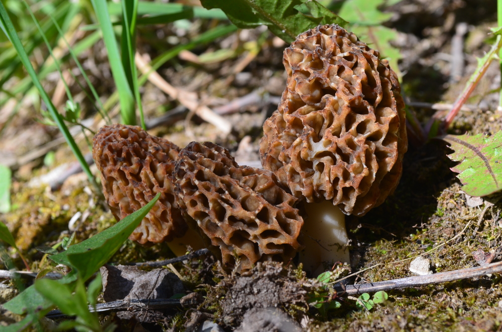 Speisemorchel 2