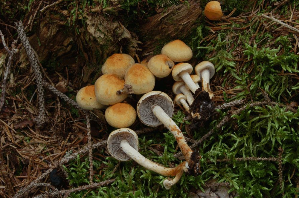 Rauchblttriger Schwefelkopf